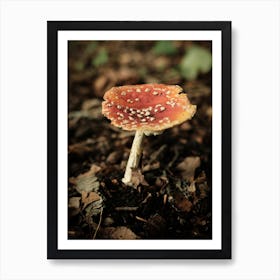 Red Mushroom // Nature Photography 1 1 Art Print