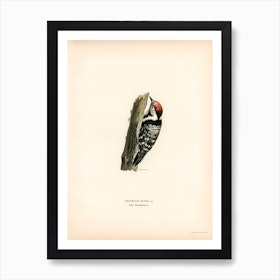 Lesser Spotted Woodpecker, The Von Wright Brothers Art Print