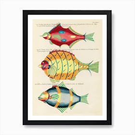 Colourful And Surreal Illustrations Of Fishes Found In Moluccas (Indonesia) And The East Indies, Louis Renard(3) Art Print