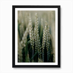 Wheat In The Field Colorful travel Photography Art Print