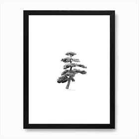 Japanese Bonsai Pine Tree Art Print