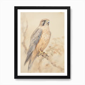 Vintage Bird Drawing Falcon 2 Art Print