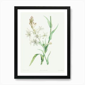 Tuberose, Pierre Joseph Redoute Art Print