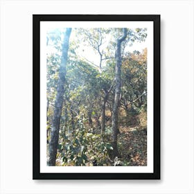 A Beautiful Forest By Binod Dawadi Art Print