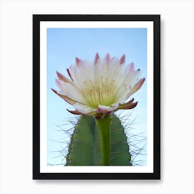 Cactus Art Print