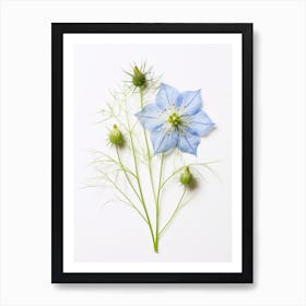 Pressed Flower Botanical Art Love In A Mist Nigella 4 Art Print