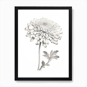 Chrysanthemums Flower Vintage Botanical 0 Art Print