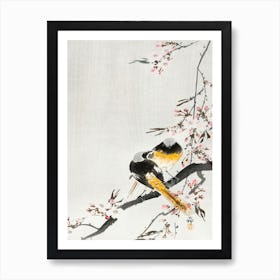 Two Sable Red Tails With Cherry Blossom (1900 1936), Ohara Koson Art Print