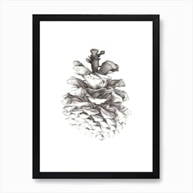 Pinecone Pencil Drawing Art Print