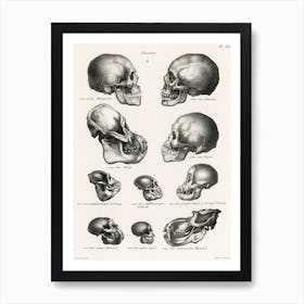 Human Monkey And Ape Skulls Art Print