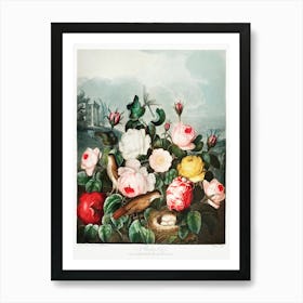 Roses From The Temple Of Flora (1807), Robert John Thornton Art Print