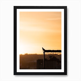 Pigeon Fes Sunrise Morocco    Art Print