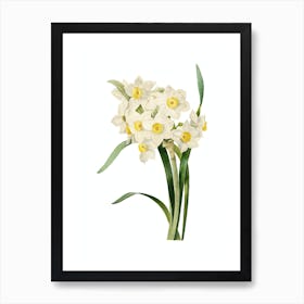 Vintage Bunch Flowered Daffodil Botanical Illustration on Pure White n.0667 Art Print