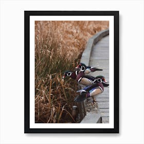 Wood Duck In Swamp Art Print