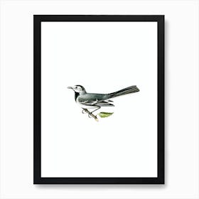 Vintage Pied Wagtail Female Bird Illustration on Pure White n.0157 Art Print