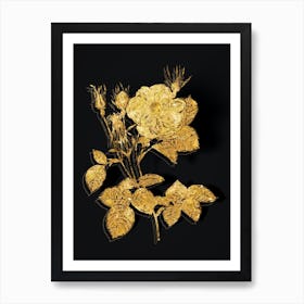 Vintage White Rose of York Botanical in Gold on Black Art Print