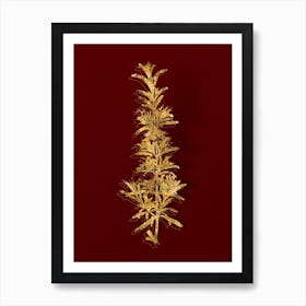 Vintage Rosemary Botanical in Gold on Red n.0177 Art Print