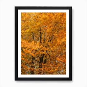 Autumn Trees In The Forest Wood Art Print