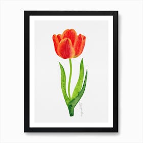 Tulip7 Art Print