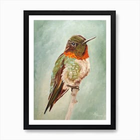 Male Ruby Throated Hummingbird Art Print