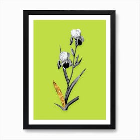 Vintage Elder Scented Iris Black and White Gold Leaf Floral Art on Chartreuse n.1038 Art Print