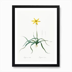 Hypoxis Stellata Illustration From Les Liliacées (1805), Pierre Joseph Redoute Art Print