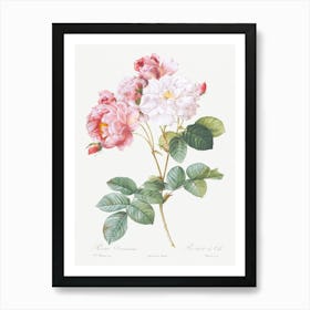 Damask Rose From Les Roses (1817–1824), Pierre Joseph Redoute Art Print