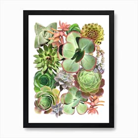 Green Succulents Art Print