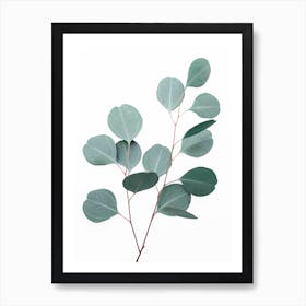 Silver Dollar Eucalyptus Art Print