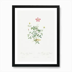 Single Dwarf China Rose, Pierre Joseph Redoute Art Print