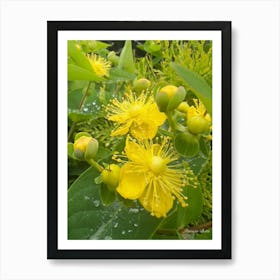 St. John Wort - photography Affiche