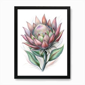 Protea Flower 1 Art Print