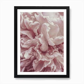 Pink Peony Flowers Art Print