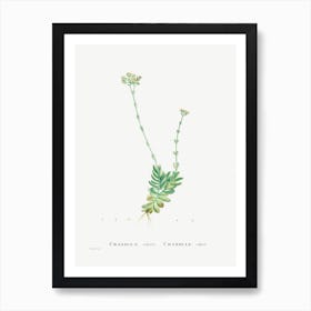 Crassula Cilliata, Pierre Joseph Redoute Art Print