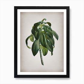 Vintage Spurge Laurel Weeds Botanical on Parchment n.0518 Art Print