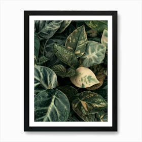 Ivy Leaves 1 Art Print