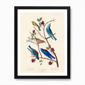 Townsend'S Warbler, Birds Of America, John James Audubon Art Print