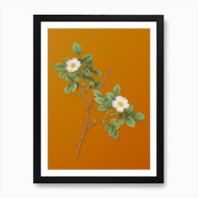 Vintage Spiny Leaved Rose of Dematra Botanical on Sunset Orange Art Print