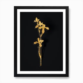 Vintage Siberian Iris Botanical in Gold on Black n.0069 Art Print