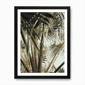 Palm Leaves_2192471 Art Print