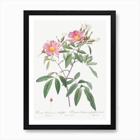 Swamp Rose, Pierre Joseph Redoute Art Print