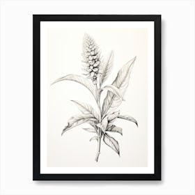 Ginger Vintage Botanical Herbs 1 Art Print