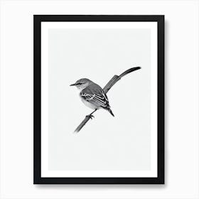 Mockingbird B&W Pencil Drawing 1 Bird Art Print