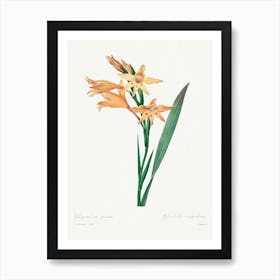 Gladiolus, Pierre Joseph Redouté Art Print