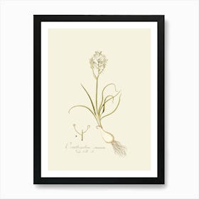 Allium 1 Art Print