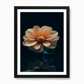 Dahlia Flower 6 Art Print