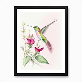 Broad Tailed Hummingbird Quentin Blake Illustration Art Print