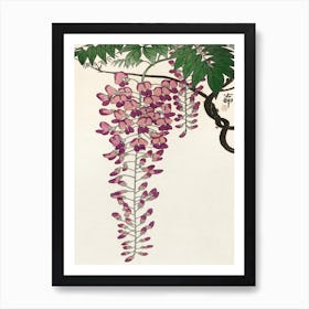 Blooming Wisteria (1900 1930), Ohara Koson Art Print