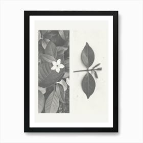 Jasmine Flower Photo Collage 1 Art Print