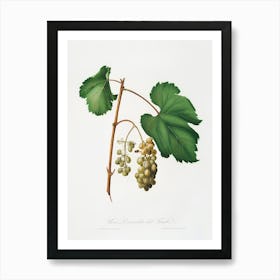 Friuili Grape (Vitis Vinifera Forojuliensis) From Pomona Italiana (1817 - 1839), Giorgio Gallesio Art Print